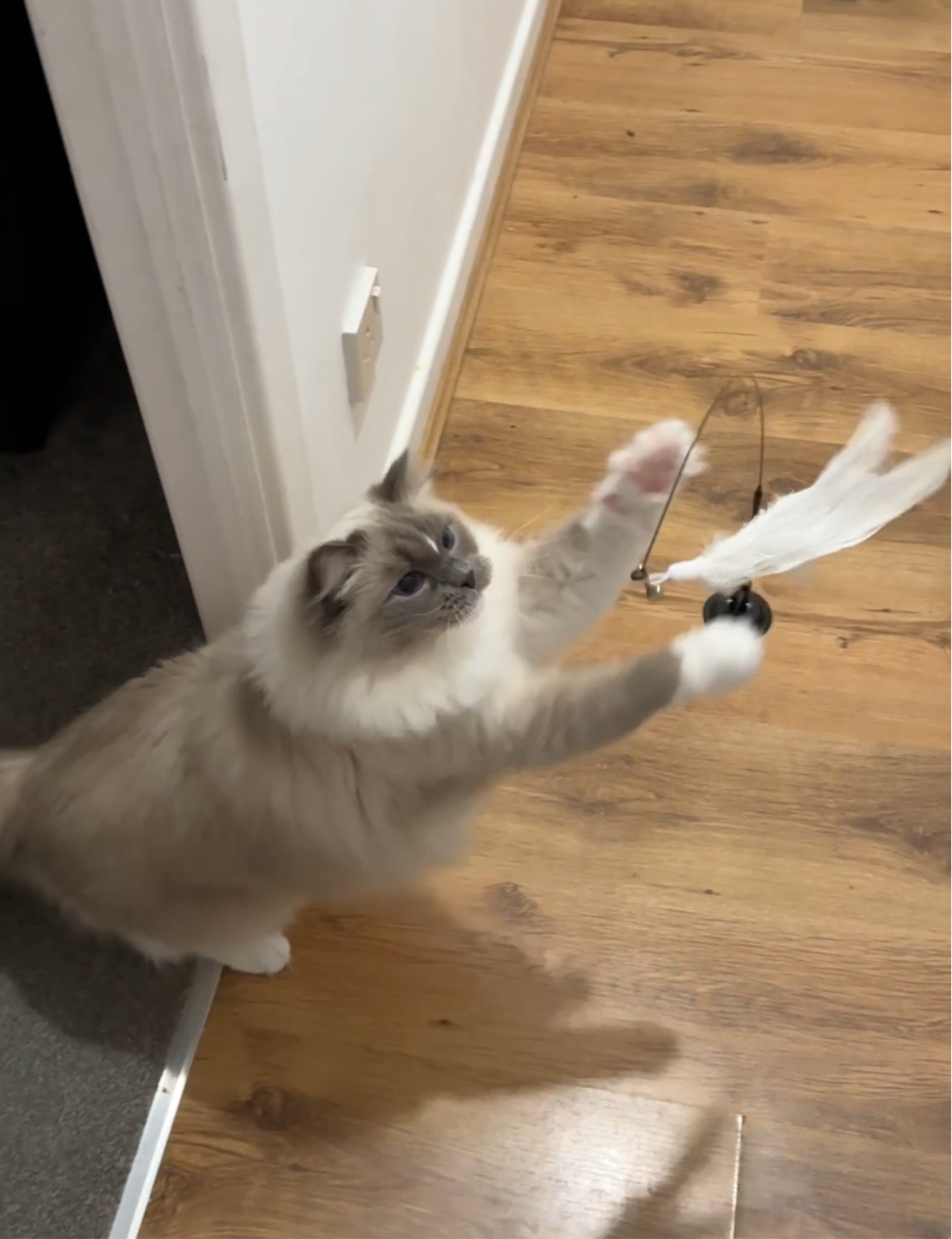 Cat Teaser Toy - Interactive Bell & Feather Wand - Long Suction Cup Pole for Exciting Playtime Adventures - Ultimate Cat Toy